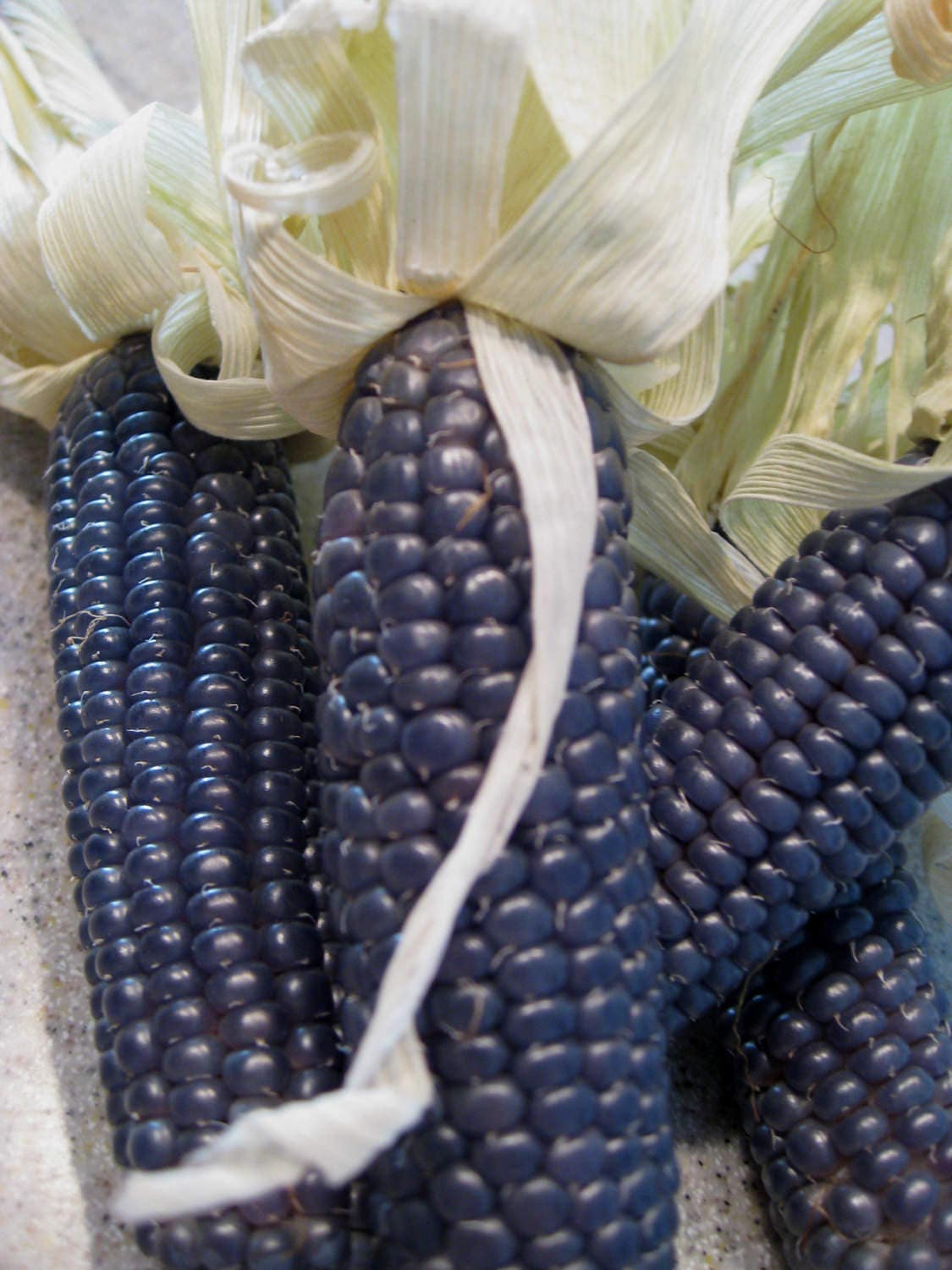 VCOOHOPI BLUE Flour Cornseedsbeautiful Heirloom Etsy