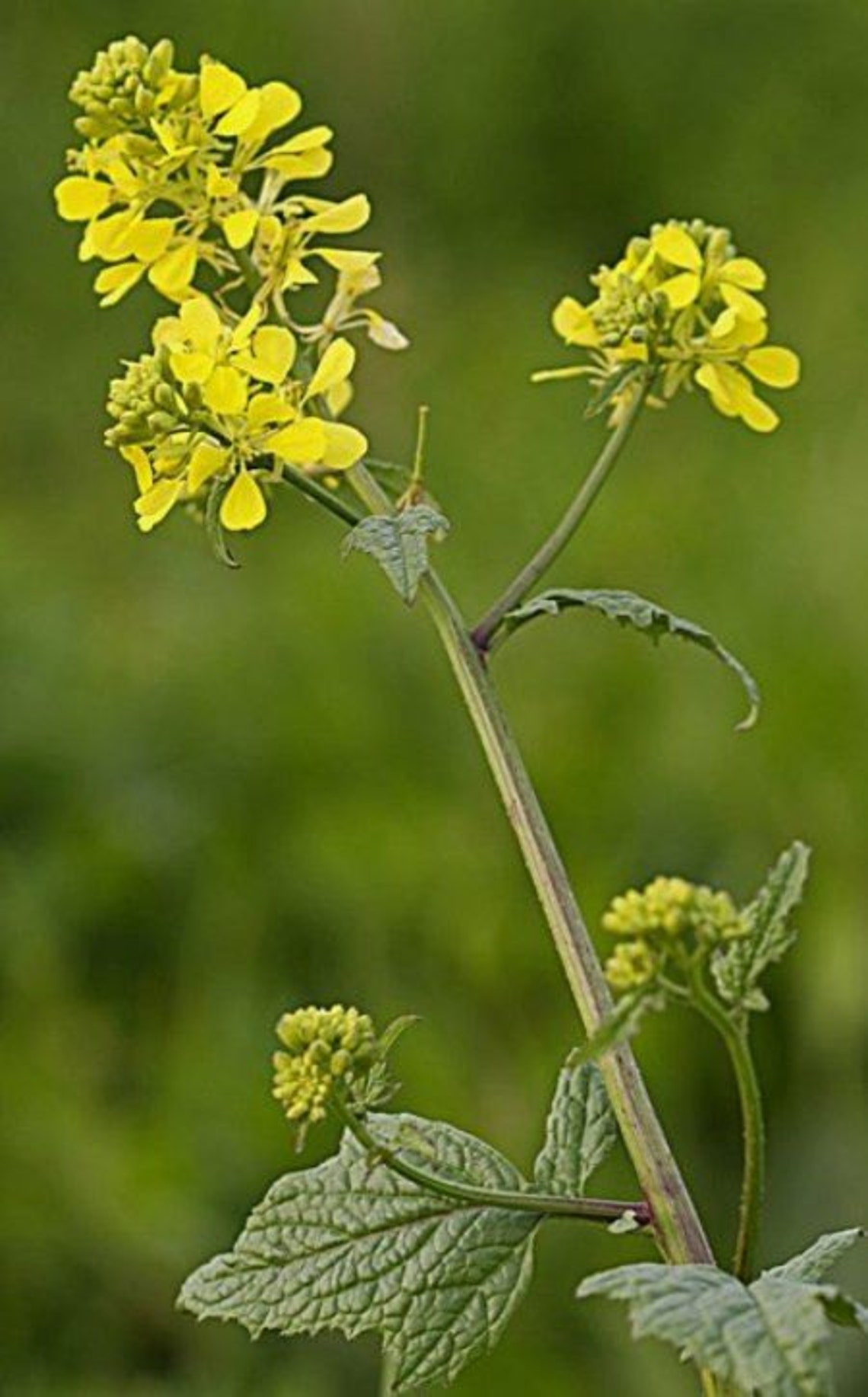 HMU BLACK Mustardseedseasy From Seed Etsy