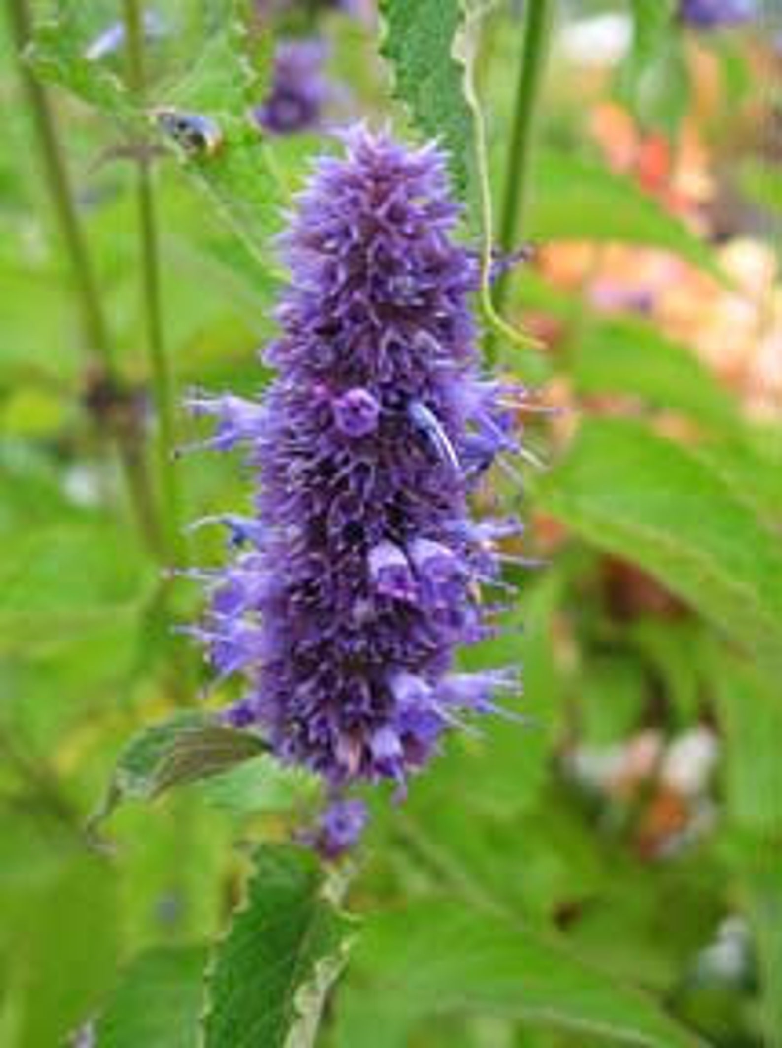 HM KOREAN LICORICE Mintseedsa Delicious Addition Etsy