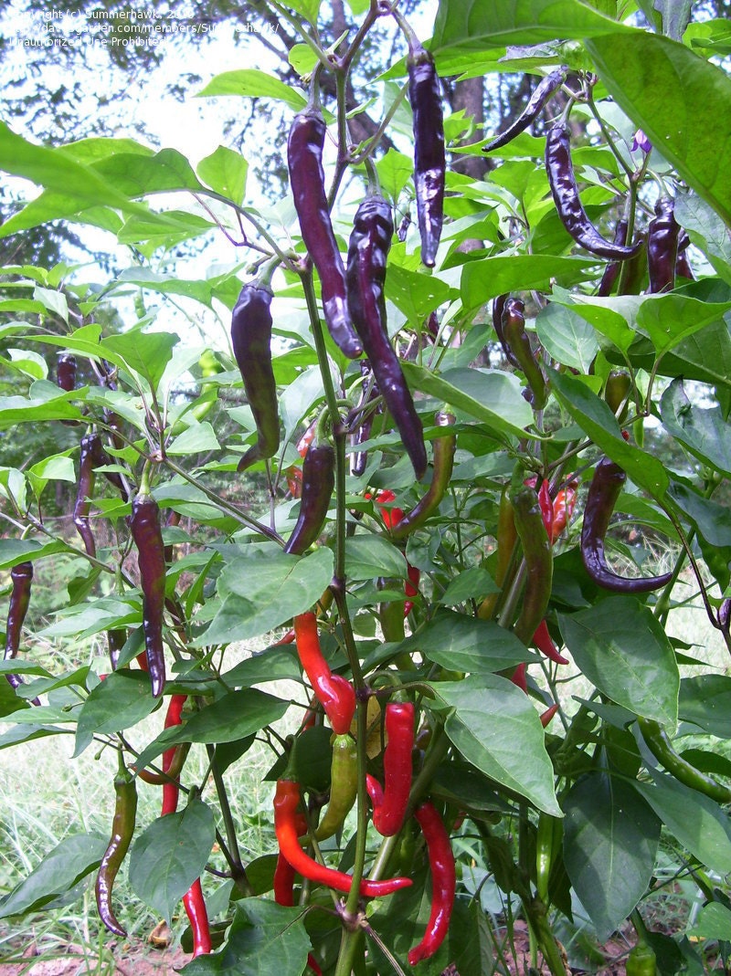 Vpphc Violet Cayenne Piment Graines Super Gout Etsy