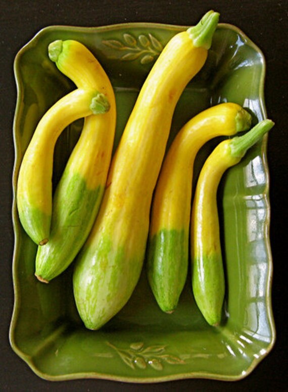 5 Zephyr summer Squash seeds