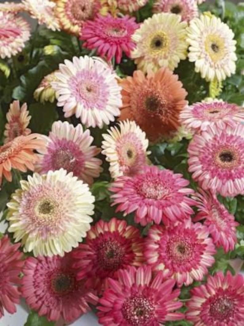 Gerbera Daisy Seeds Revolution Salmon Shades Light Eye 15 Seeds Big Flowers Gerbera Daisy Seeds Revolution Salmon Shades Light Eye 15 Seeds Big Flowers