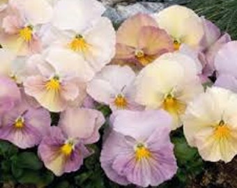 APA) INSPIRE PEACH Shades Pansy~Seed!~~~~~~~~Great!