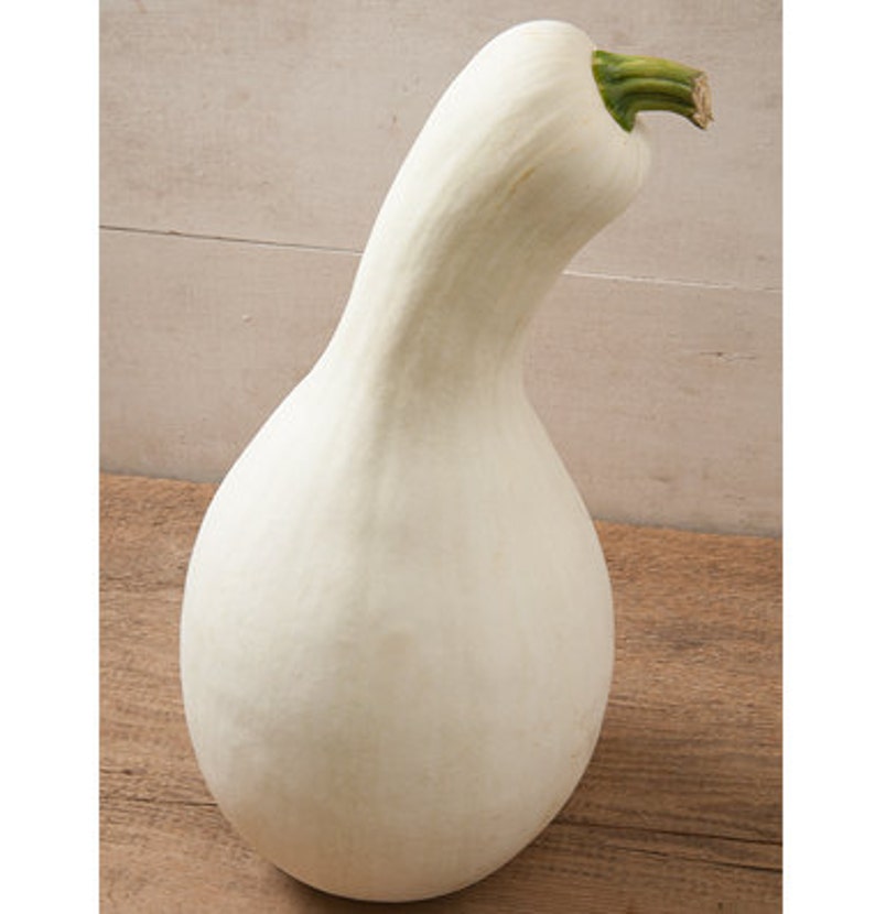 VSQWWHITE CUSHAW Squashseedssweet Heirloom Etsy