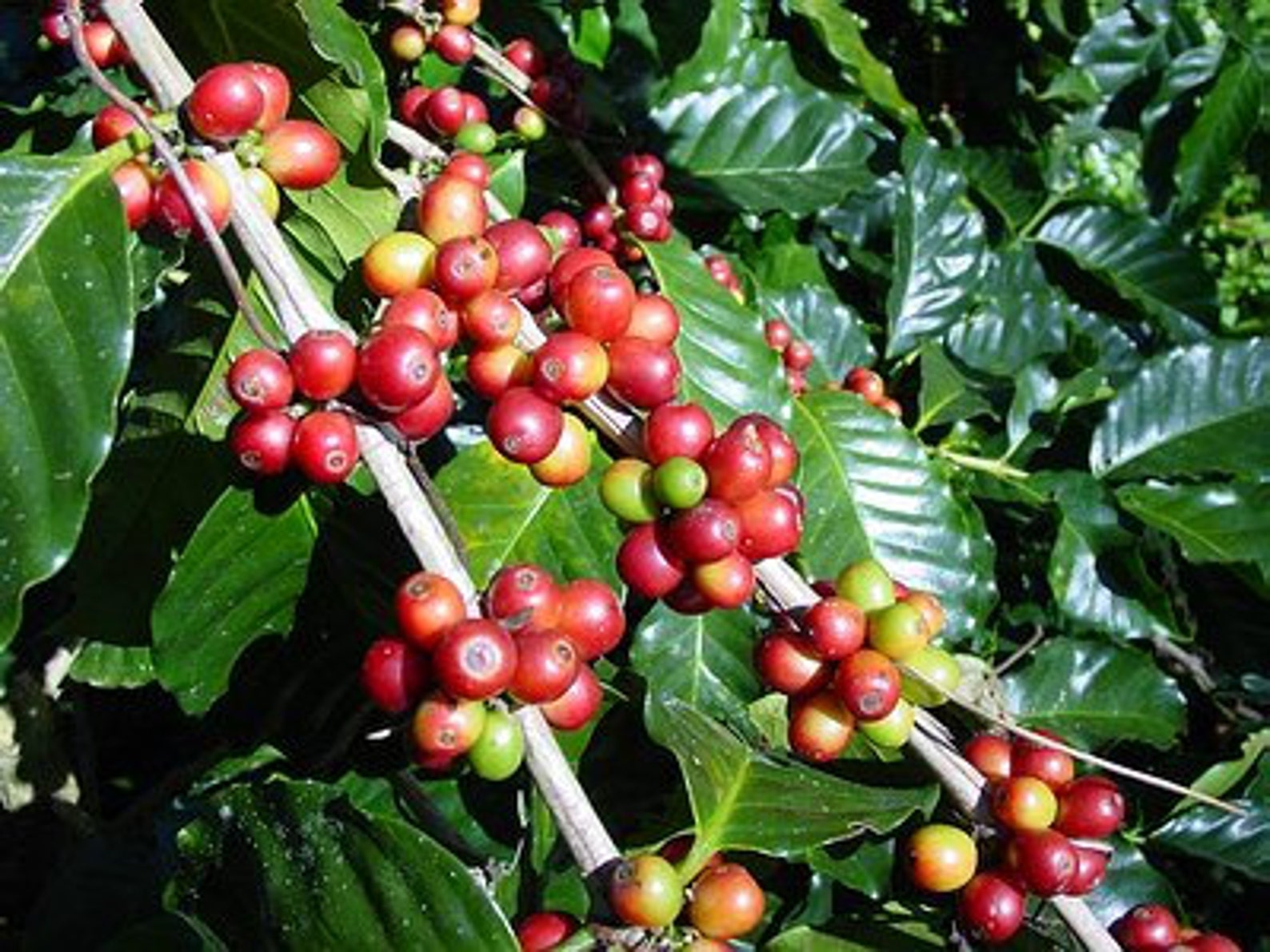 TSC COFFEE ROBUSTA TreeSeed5 Years From Seed to Etsy