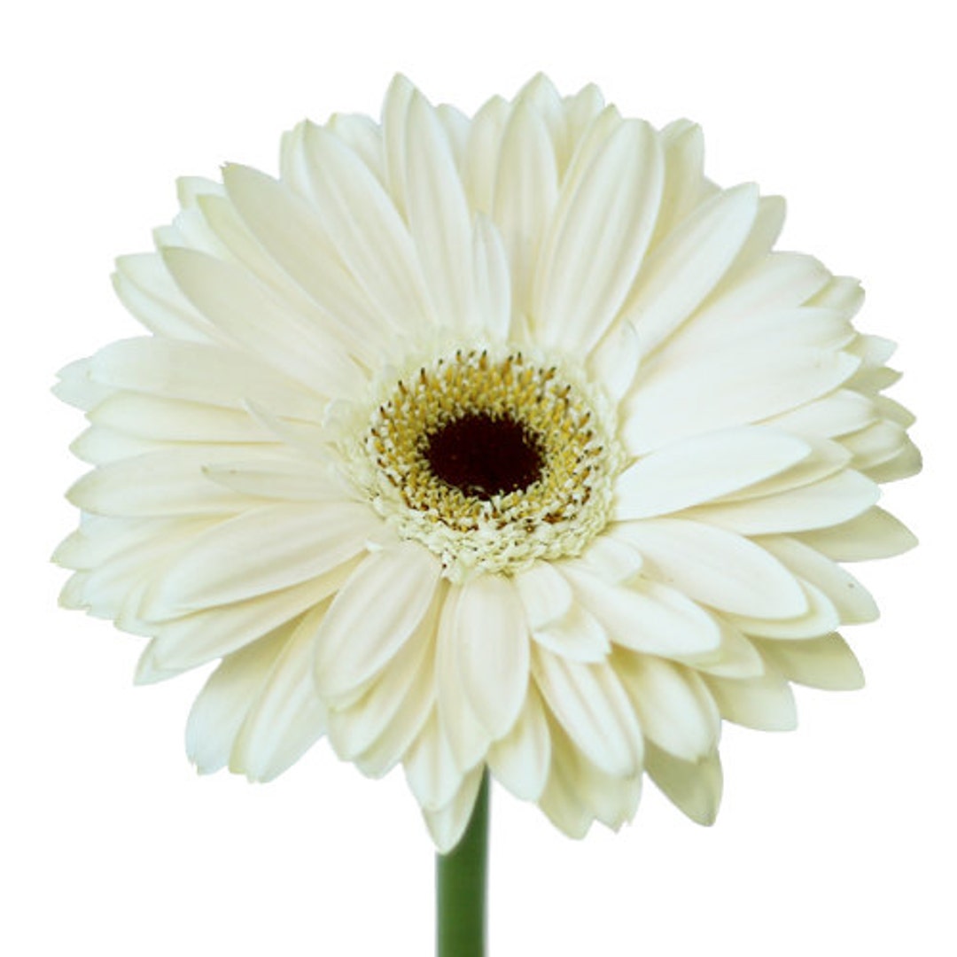 ADGROROYAL WHITE Gerbera Daisyseedsuch a Beauty Etsy