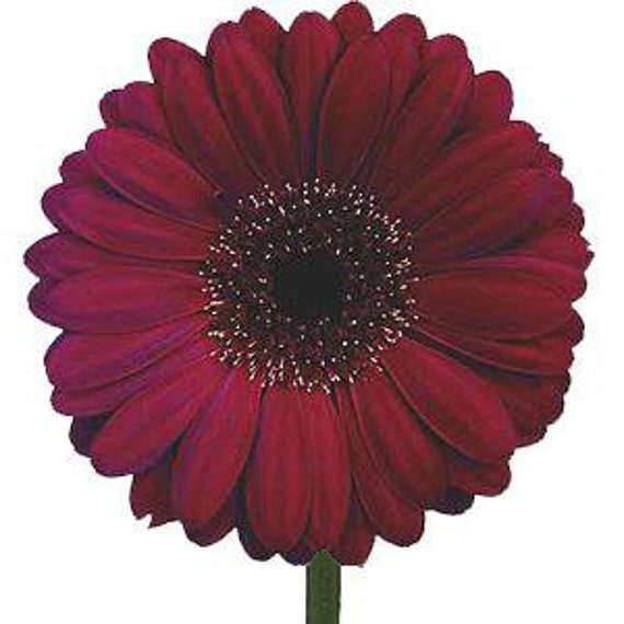 ADGRO ROYAL BURGUNDY Gerbera Daisyseedshorties Etsy