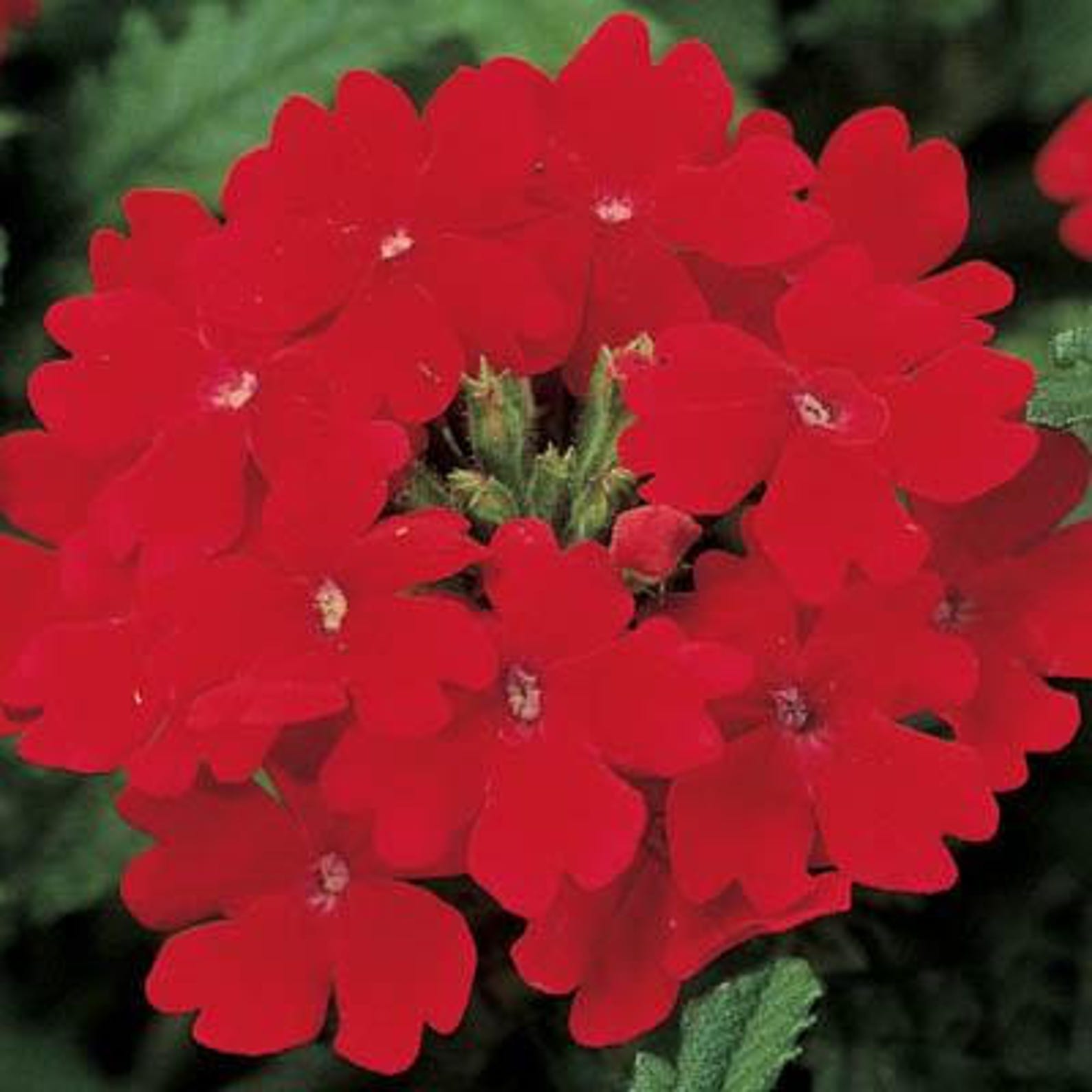 AVEOOBSESIÓN VERBENA ROJASemillasRojo perfecto Etsy España