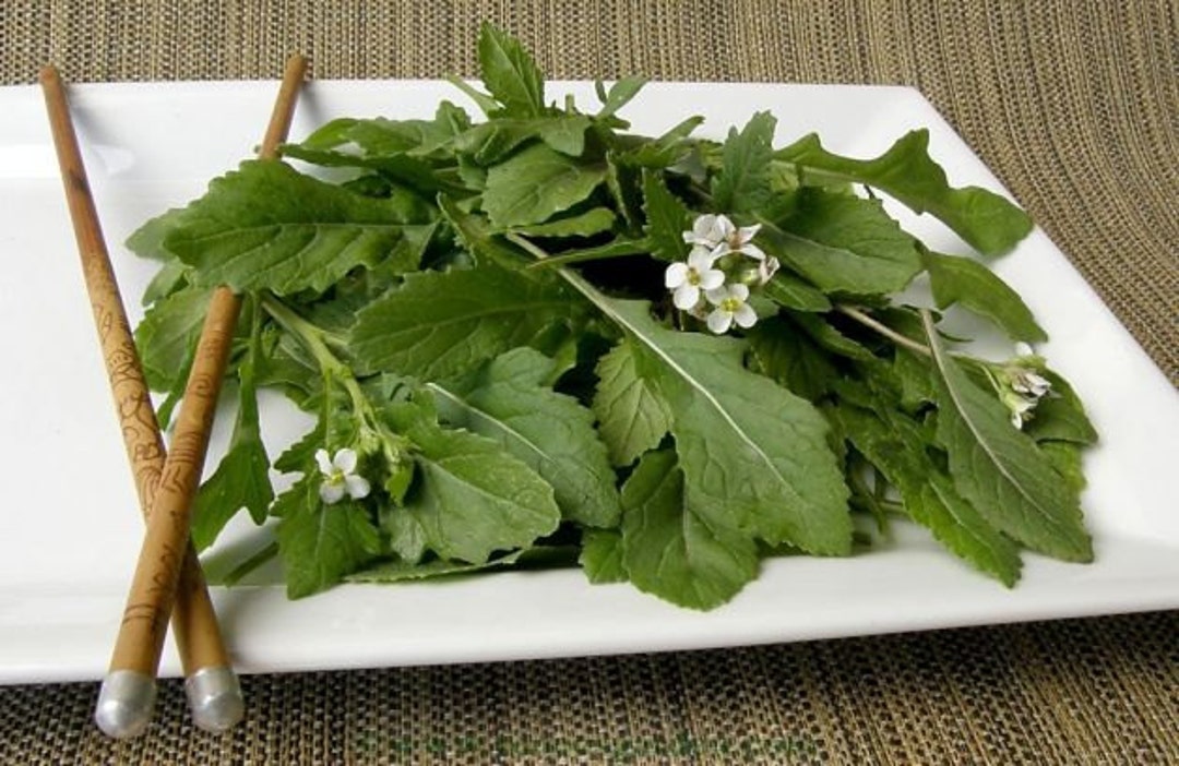 VLA WASABI Arugulaseedsamazing Flavor Etsy