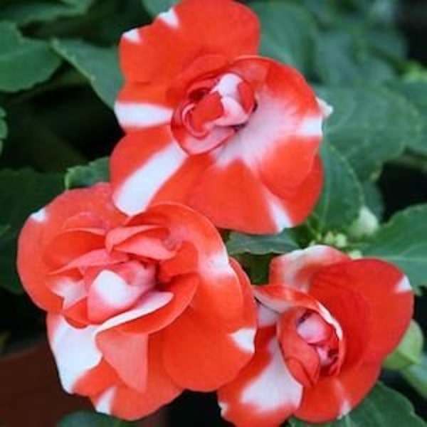 Double Impatiens Seeds Etsy