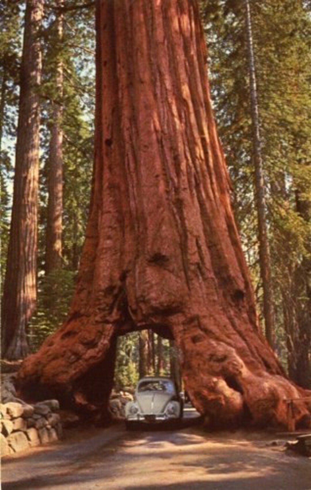 TS GIANT SEQUOIA Treeseedthe King of Trees Etsy