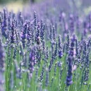 HL FRENCH Lavenderseedslovely - Etsy