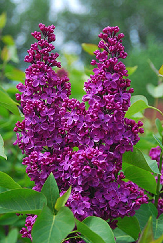 TSL MONGE LILACSeedsRich Burgundy Color Etsy