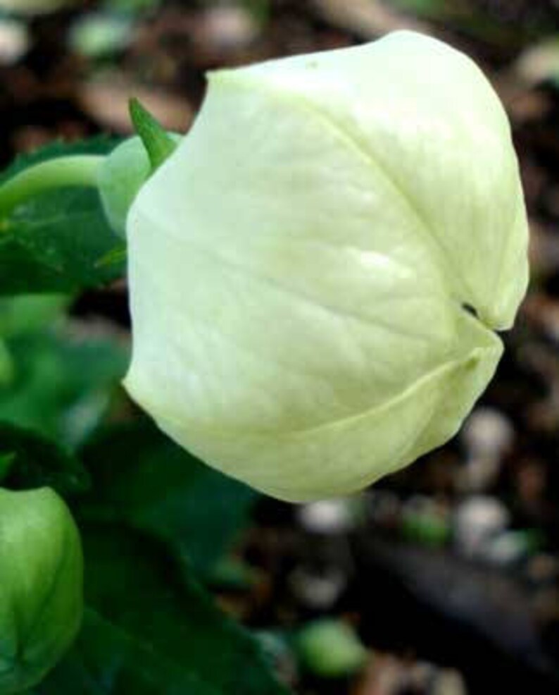 PBBWHITE BALLOON Flowerseedstrue Beauties Etsy