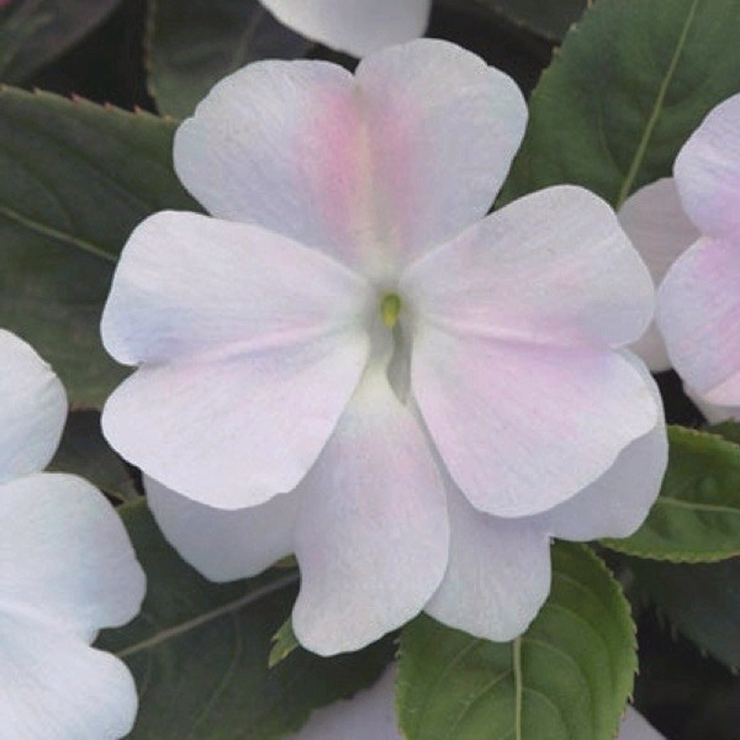 AIZNGD DIVINE WHITE Blush New Guinea Etsy