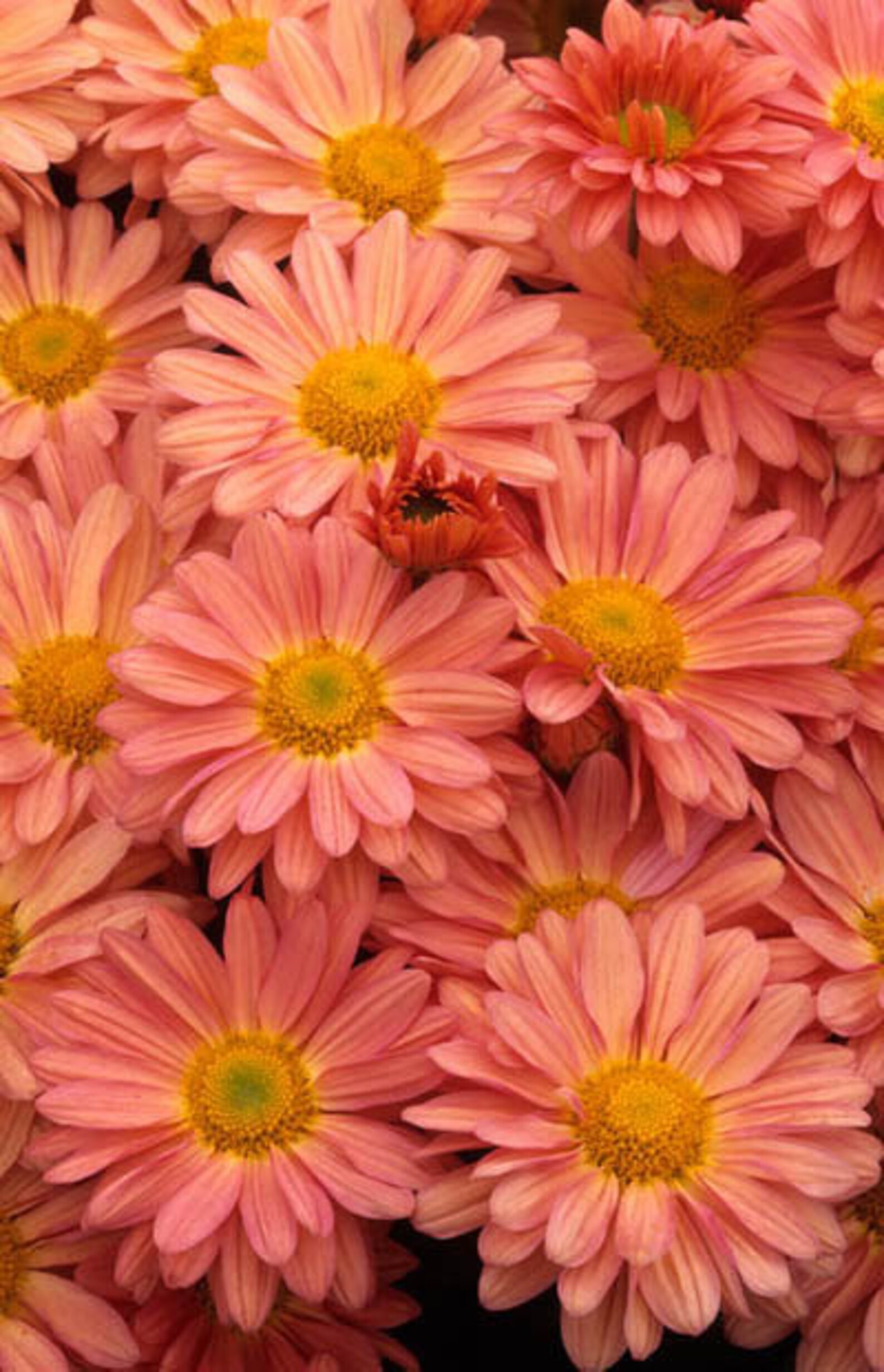 PBCHR PEACH CHRYSANTHEMUMSeedA Wonderful Autumn Etsy