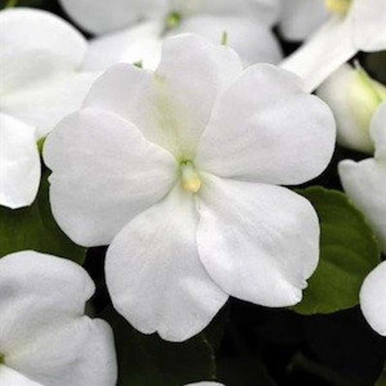 AIZXB baby White Impatiensseedsso Etsy