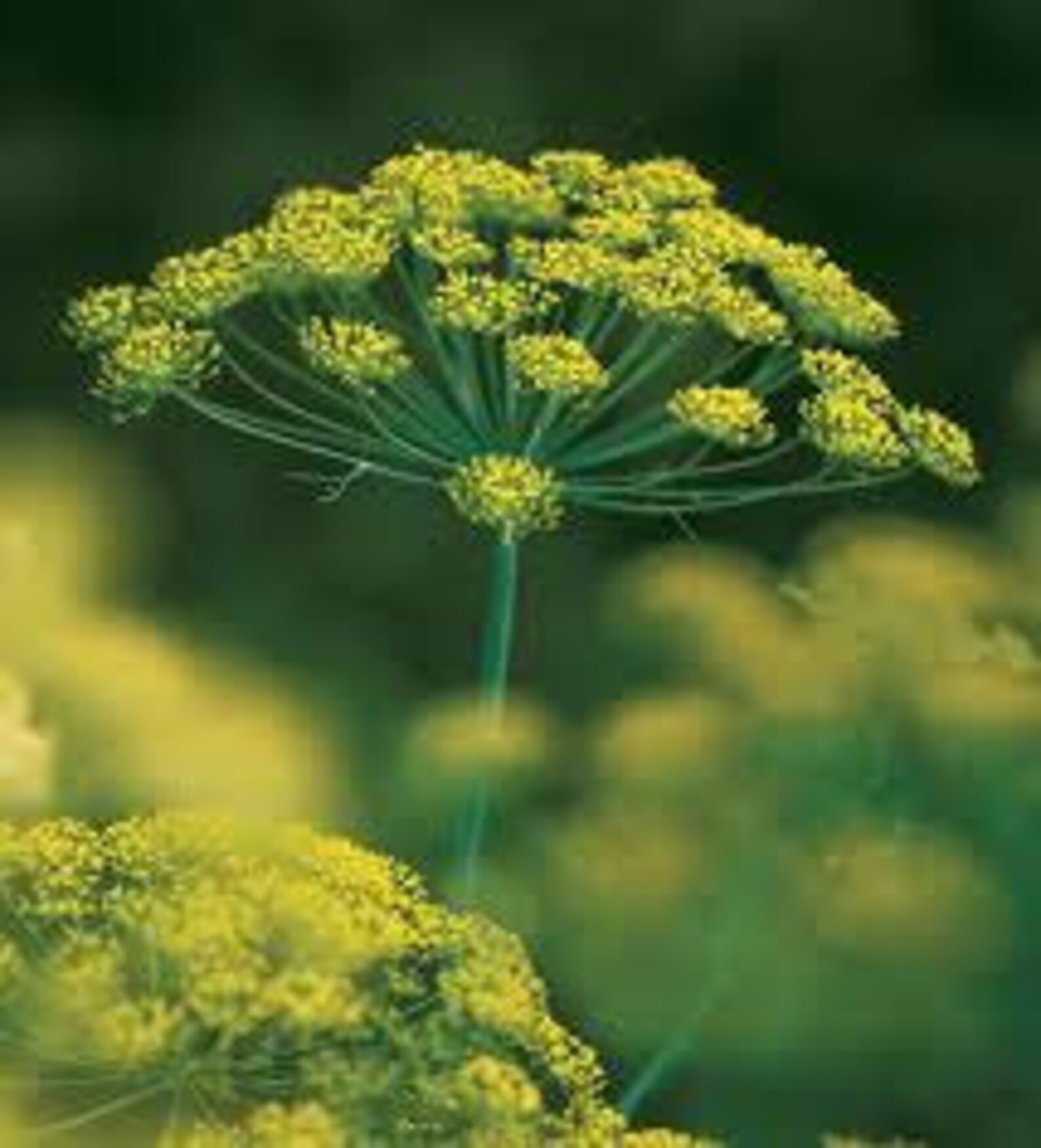HD DUKAT Dillseedssooooo Easy to Grow Etsy
