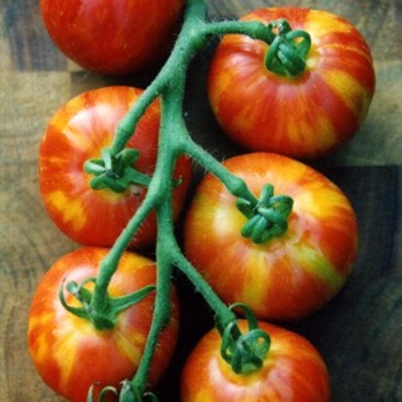 VTH TIGERELLA Tomatoseedslovely Midsized Tomatoes Etsy