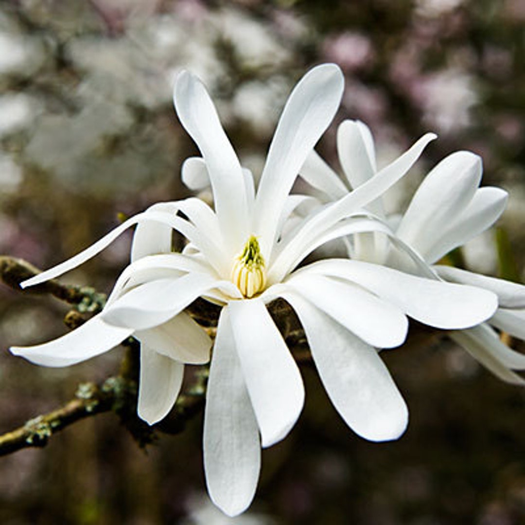 TS WHITE STAR Magnolia Treeseedhardy Beauty Etsy