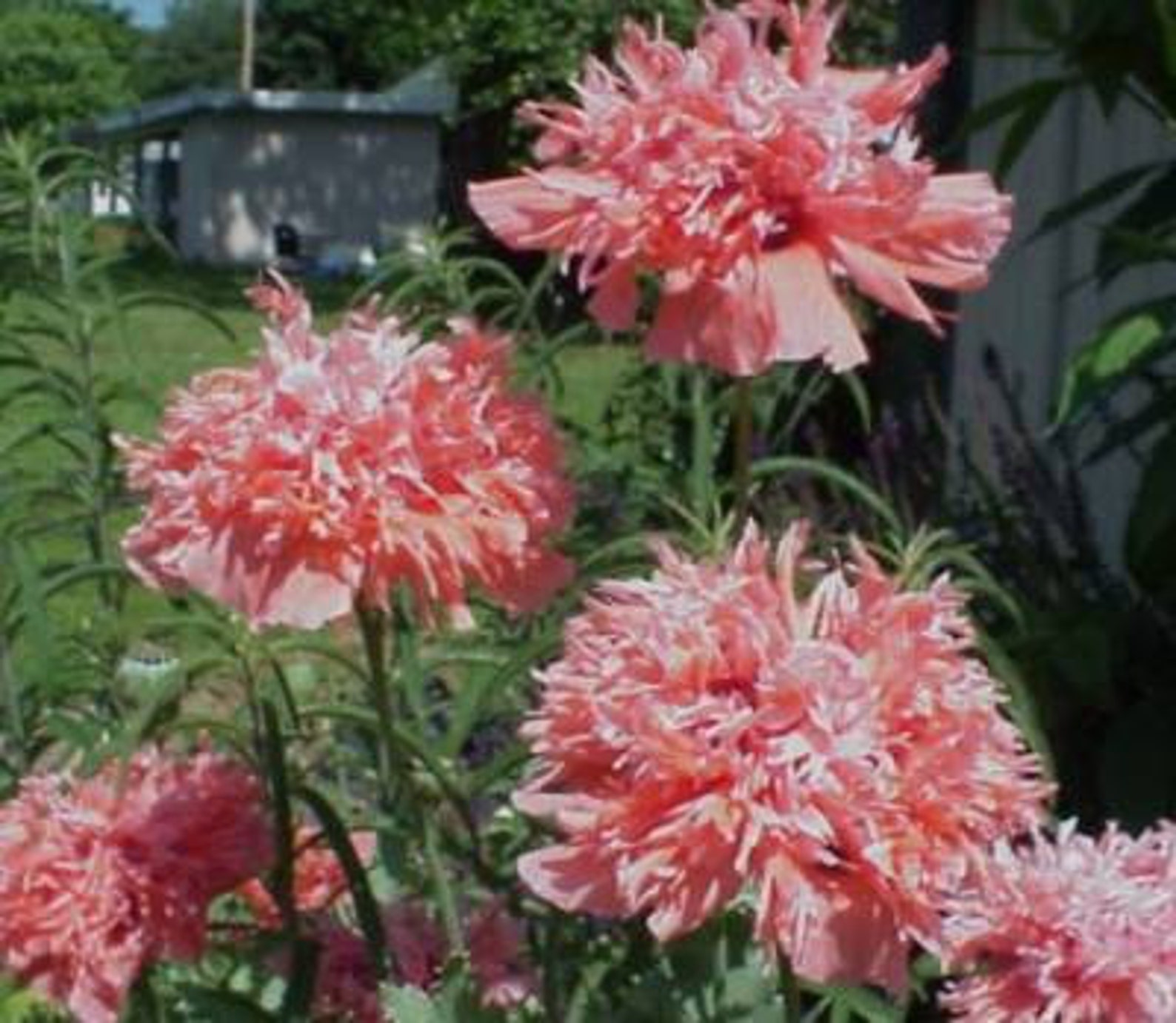 APOFROSTED SALMON Peony Poppyseedpapaver Peoniflorum Etsy