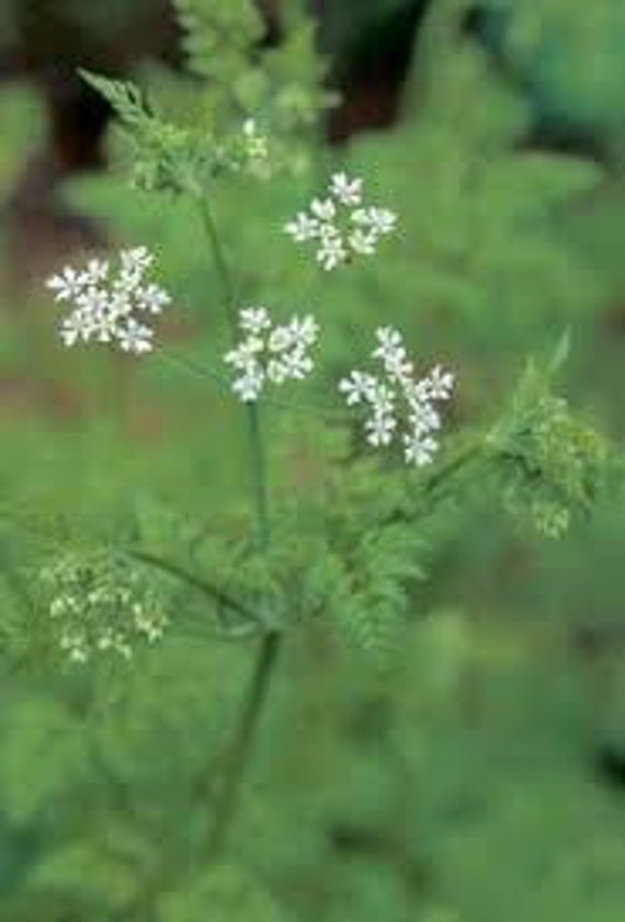 H CHERVIL~Seeds!!!~~~~~Good for What Ails You!