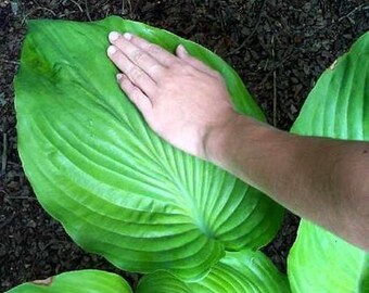 PBHO) SUM & SUBSTANCE Hosta~Seeds!!!!~~~~~~As Big as Hostas Come!!!!
