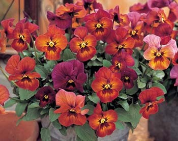 APA) NATURE MULBERRY Shade Pansy~Seeds!!!!!~~~~~Too Pretty!
