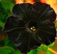 APE) SOPHISTICATED BLACKBERRY Petunia Seeds!~~~~~~~~~Gorgeous Black C…