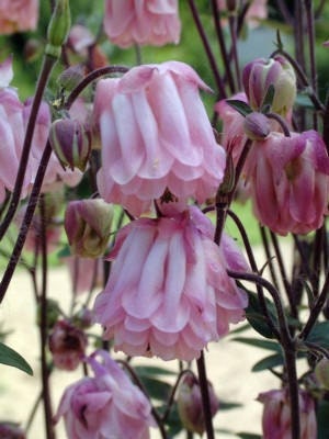 PBCOU) GRANNY'S PINK Bonnet Columbine~Seed !!!~~~~Delicate!!!