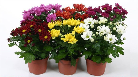 Хризантема Белая В Горшке Купить