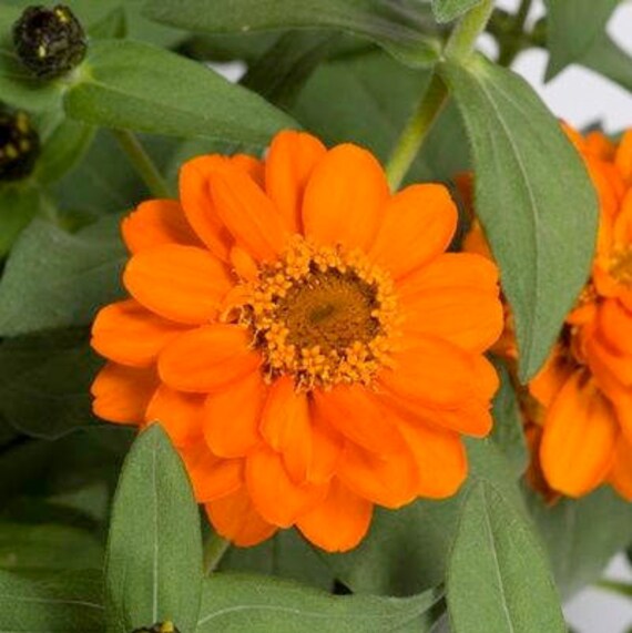 ZINNIA-Profusion Feu Double 10 graines