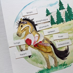 Horse Anatomy Interactive Printable Poster | Anatomy of a Horse ...