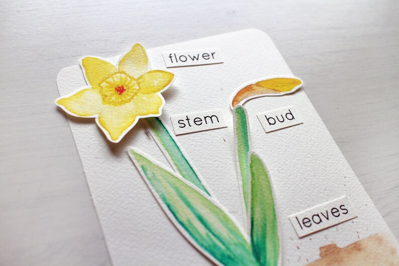 Parts Of A Daffodil Diagram