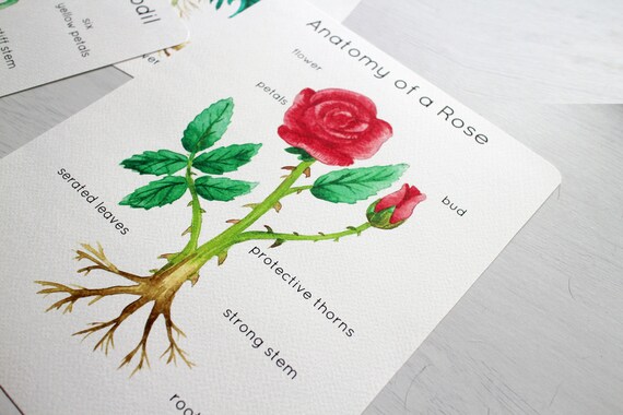 British National Flower Anatomy Posters | Set of 4 Flower Anatomy Posters |  Shamrock, Daffodil, Thistle & Rose Posters