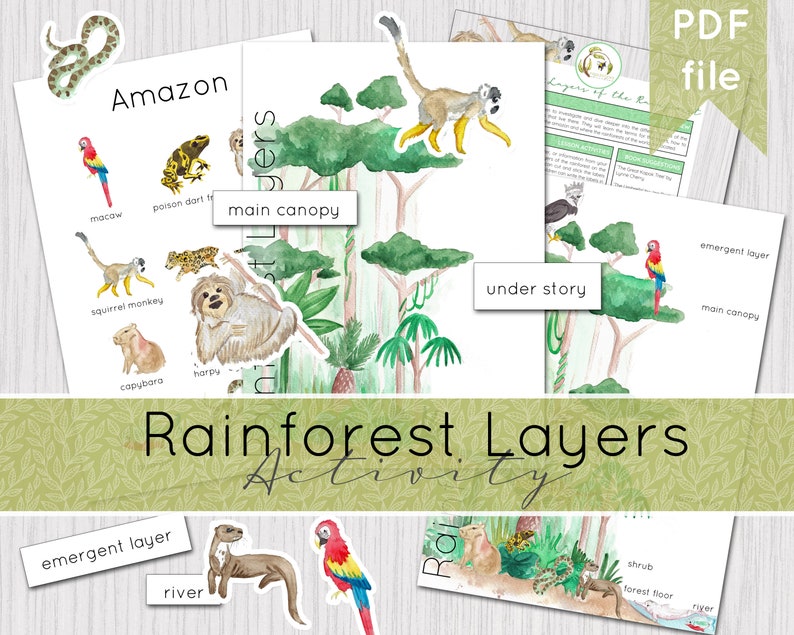 Rainforest Layers Printable Activity Instant Download DIGITAL DOWNLOAD image 1