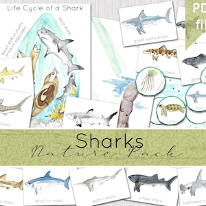 Paquete de estudio de la naturaleza sobre los tiburones / DESCARGA DIGITAL
