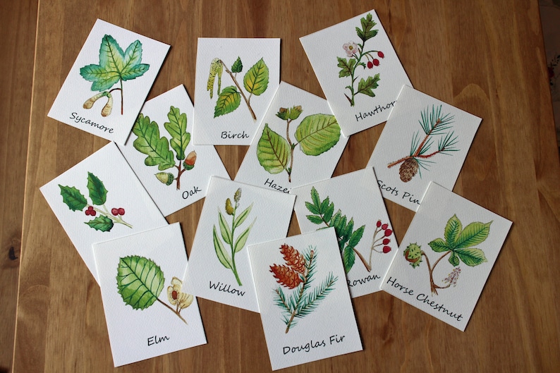 Leaf ID Flashcards Learning About Leaves Printable British Etsy