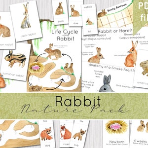Rabbit & Lagomorph Nature Study Pack | European Rabbit Resources | Easter Bunny | INSTANT DOWNLOAD