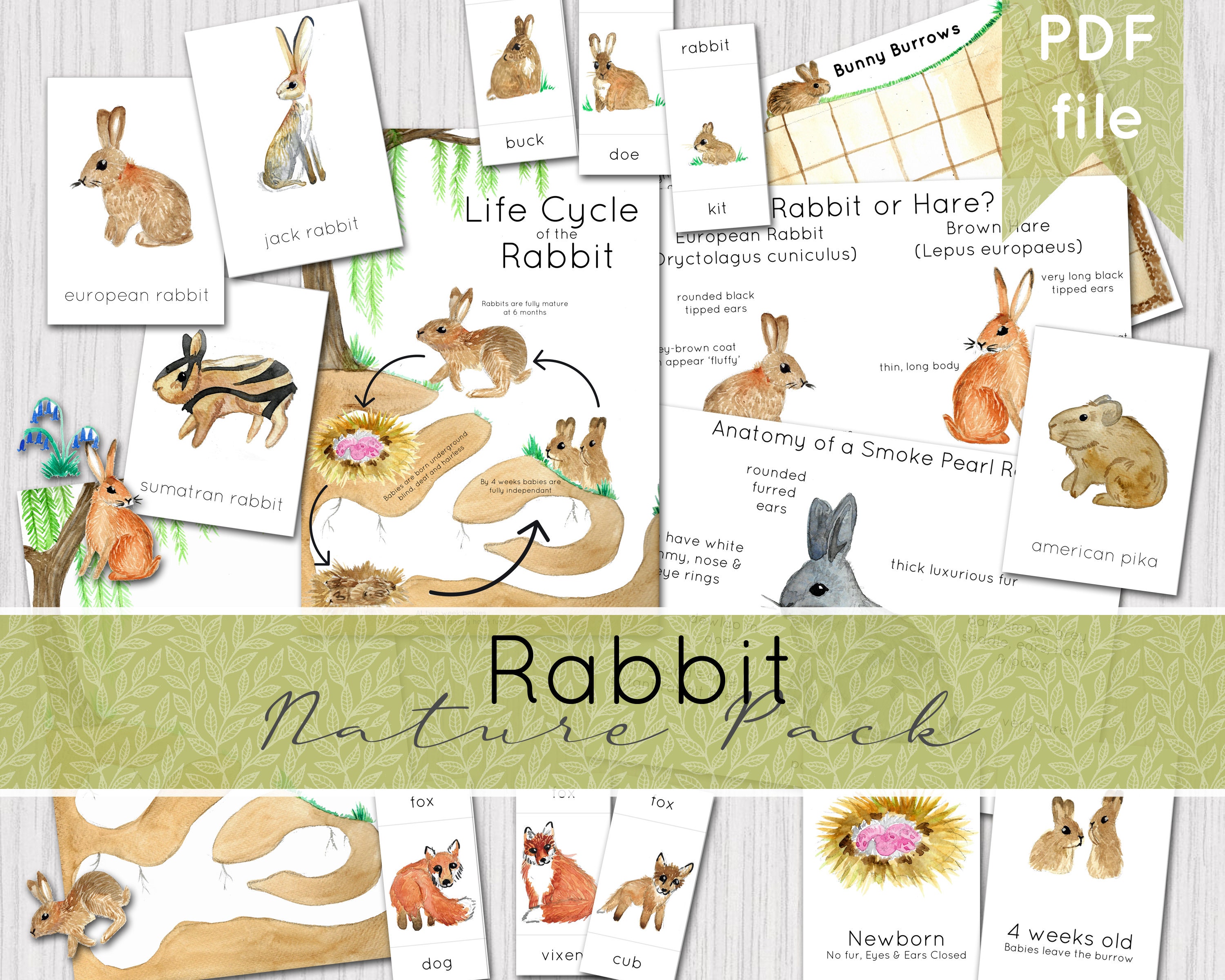 The Life Cycle Of Rabbit ( Bunny ) 