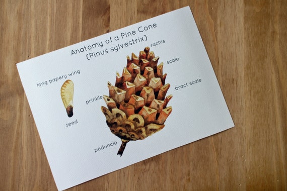 Anatomy Of Pine Cone