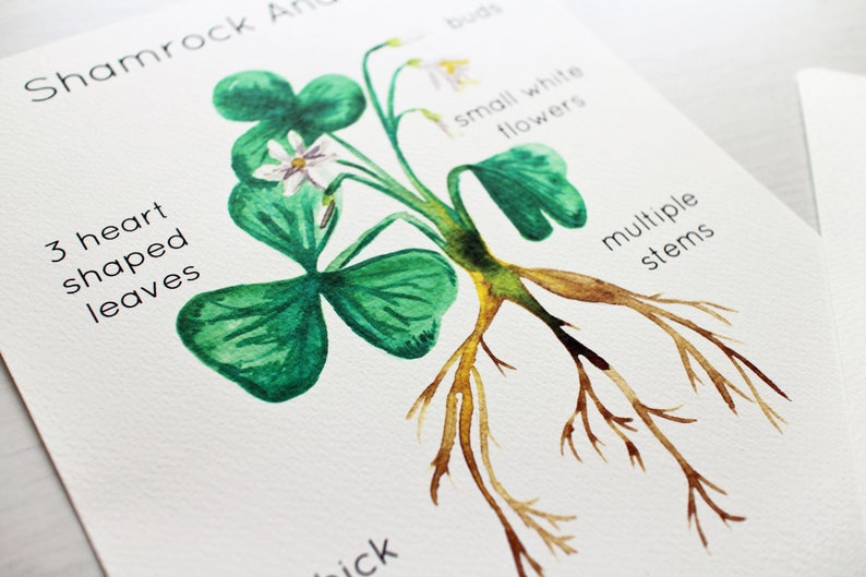 Saint Patrick/'s Day Resources Irish Symbols Poster Shamrock Anatomy Parts of a Celtic Harp