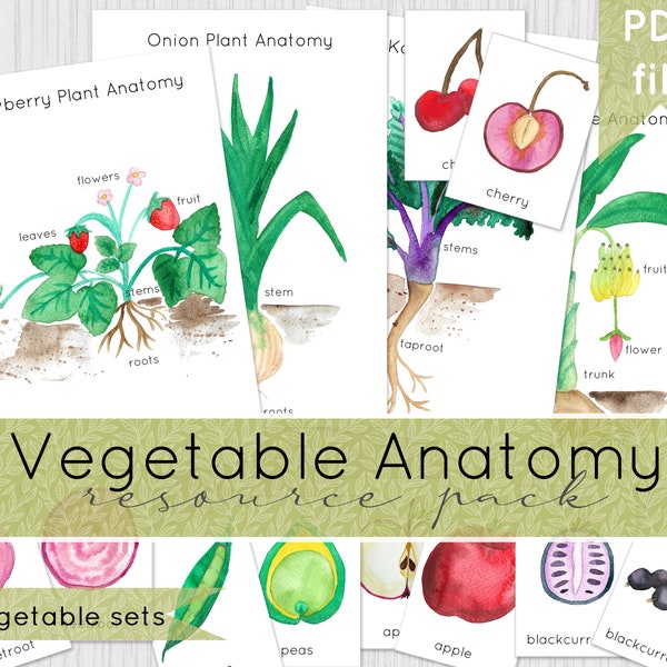 Paquete de recursos de anatomía vegetal / Descarga digital