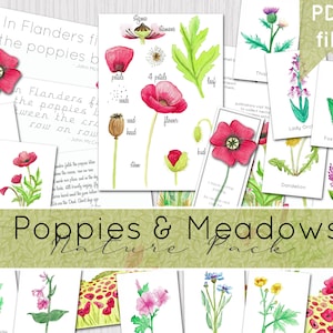 Poppy Nature Pack | Wild Flower Nature Study | Remembrance Day | Armistice Day