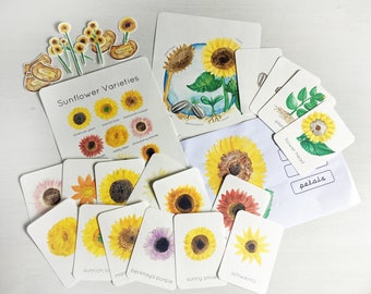 Sunflower Nature Pack | Garden School | Nature Study