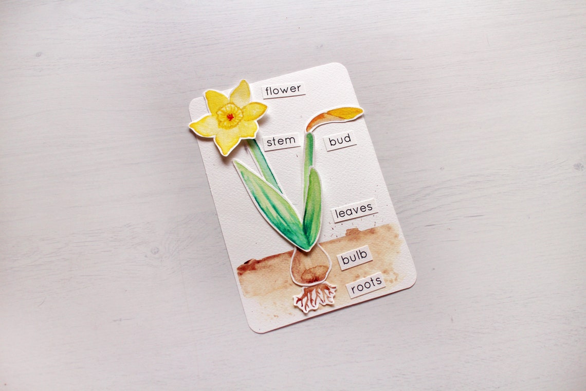 Parts of a Daffodil Activity Spring Flowers Printable Etsy
