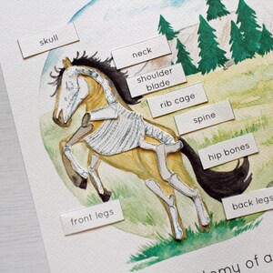 Horse Anatomy Interactive Printable Poster | Anatomy of a Horse ...