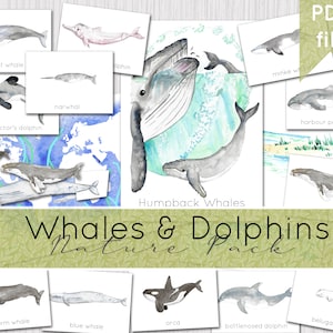 Whales and Dolphins Nature Pack | Marine Biology, Ocean Mammals and Cetaceans Nature Study Resources
