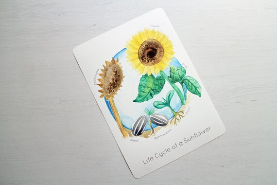 The life cycle of a sunflower