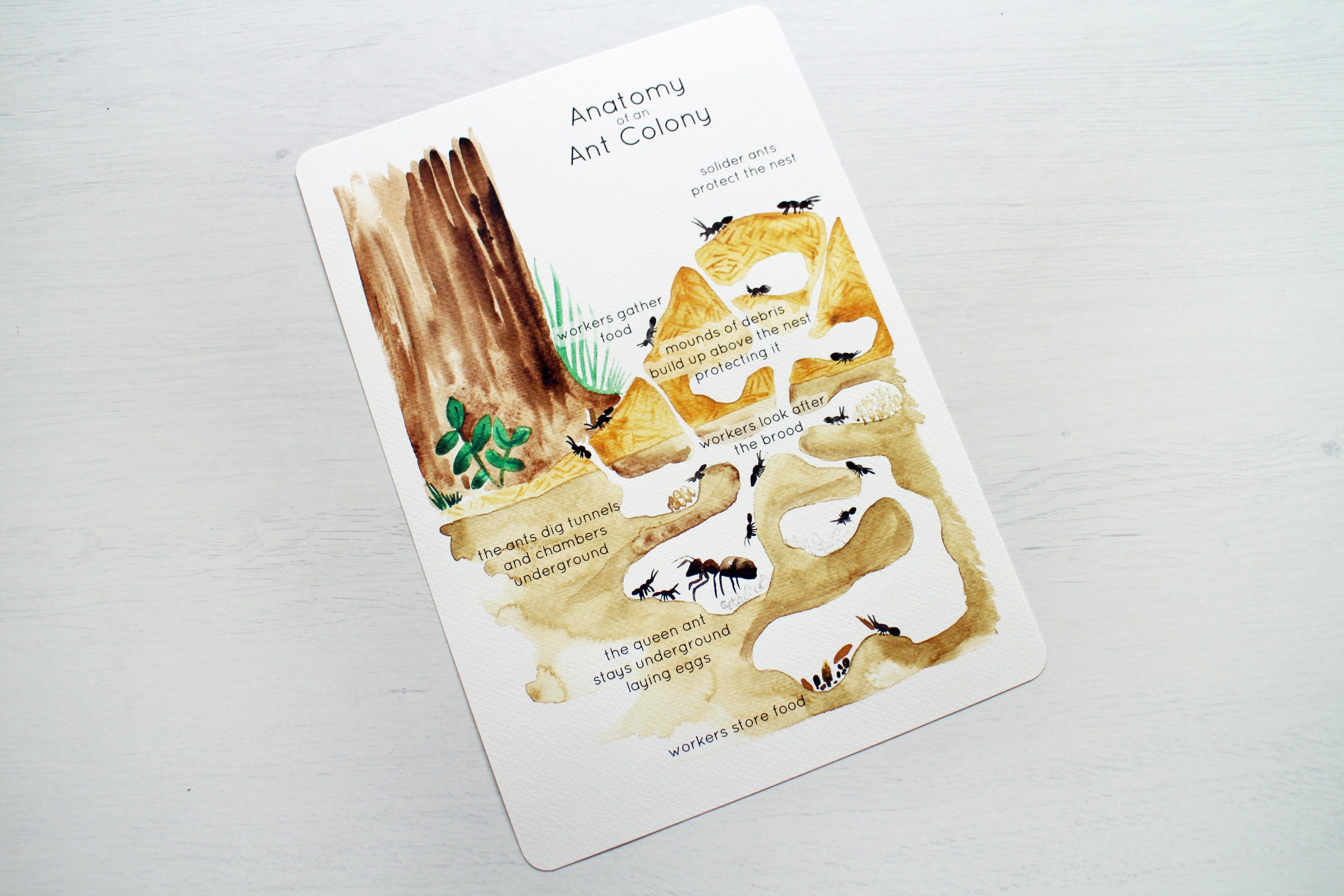 Anatomy of an Ant Colony Poster